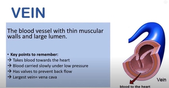 Circulatory System, Artery, Vein and Capillary