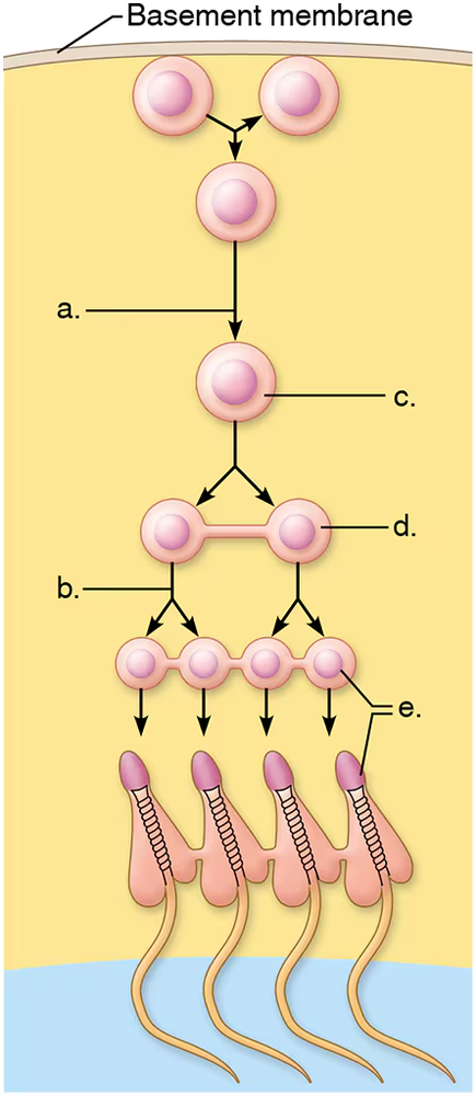 Illustration of male reproductive physiology showing spermatids and their development stages, labeled with letters a to e.