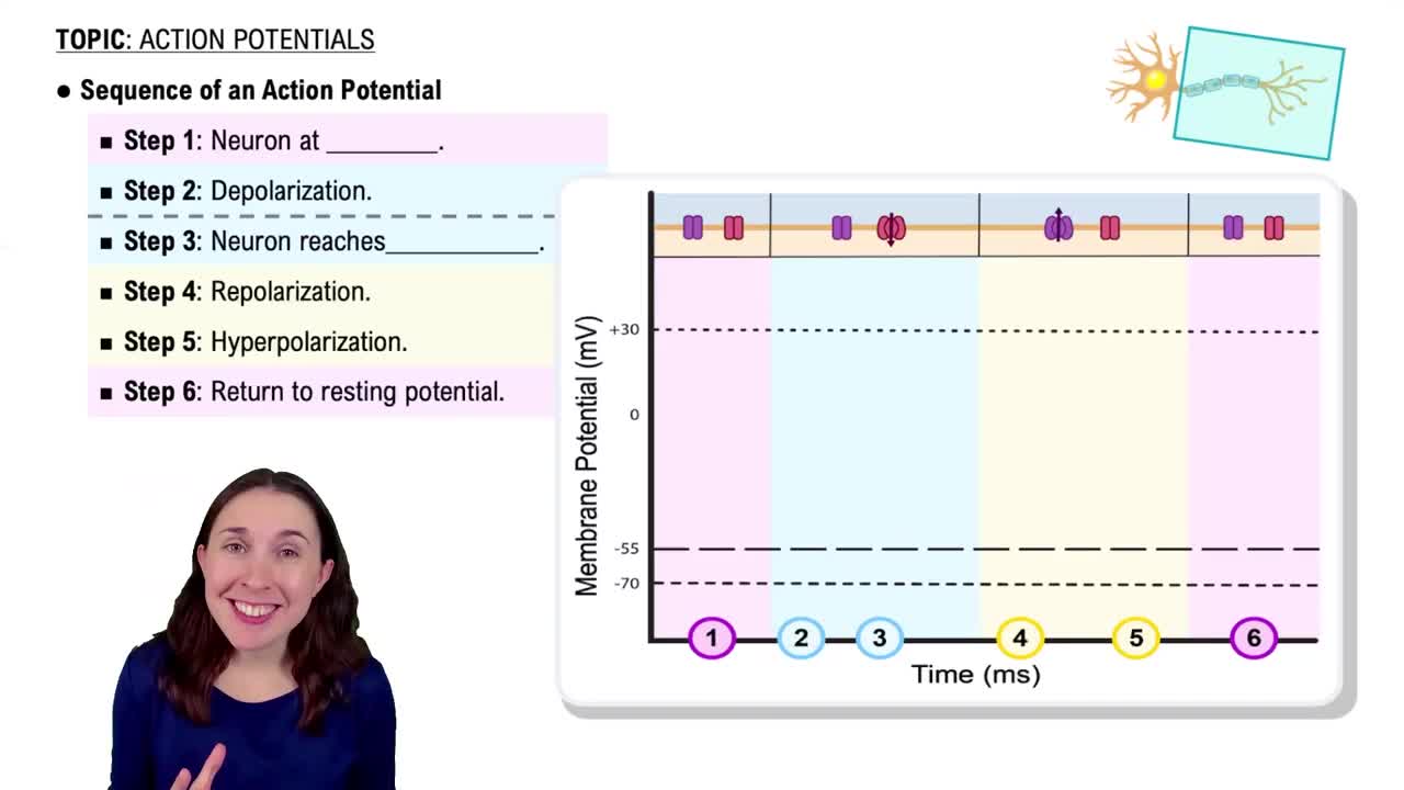 Action Potential