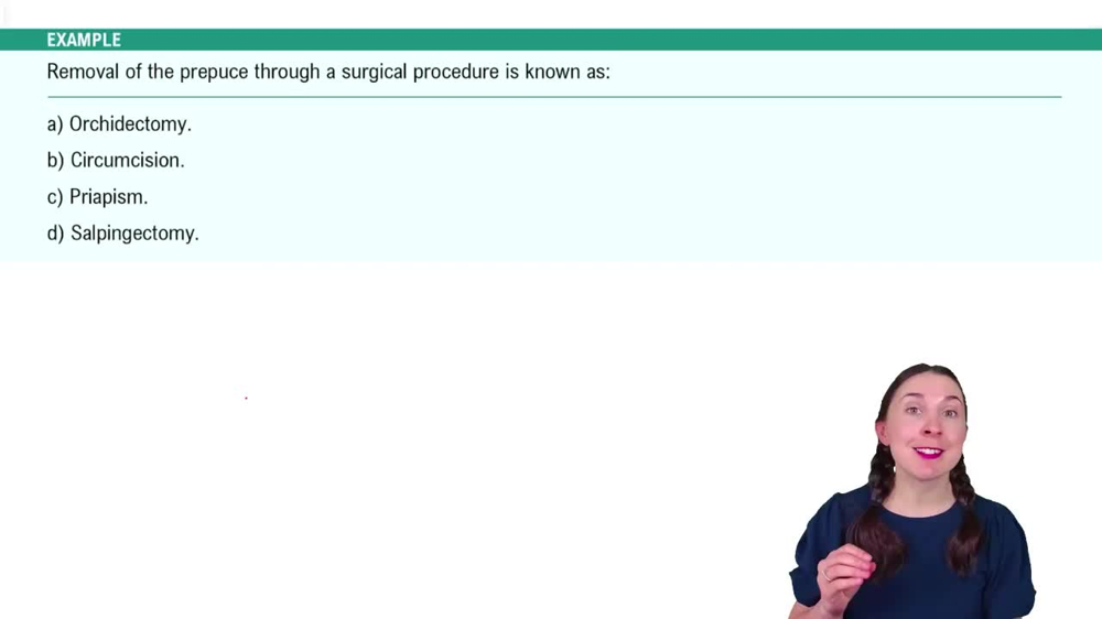 Anatomy of the Male Reproductive System Example 5