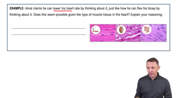 Introduction to Muscles and Muscle Tissue Example 1