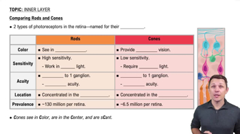 Comparing Rods and Cones