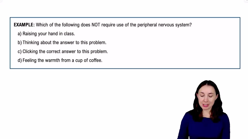 Introduction to the Peripheral Nervous System Example 1