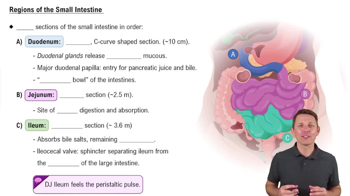Regions of the Small Intestine