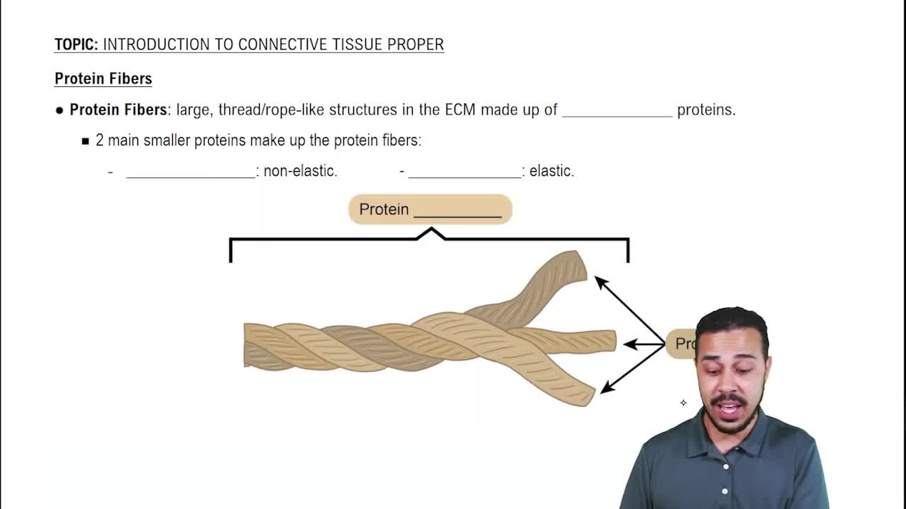 Protein Fibers
