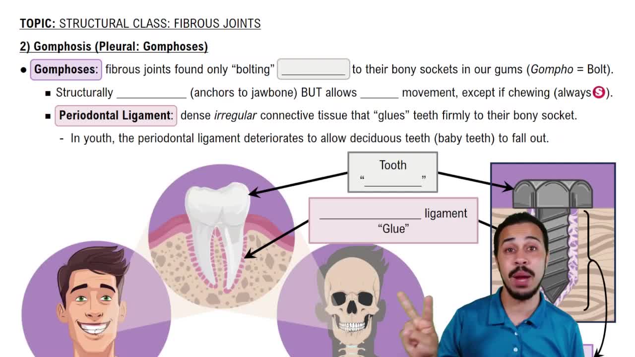 Gomphosis (Pleural: Gomphoses)
