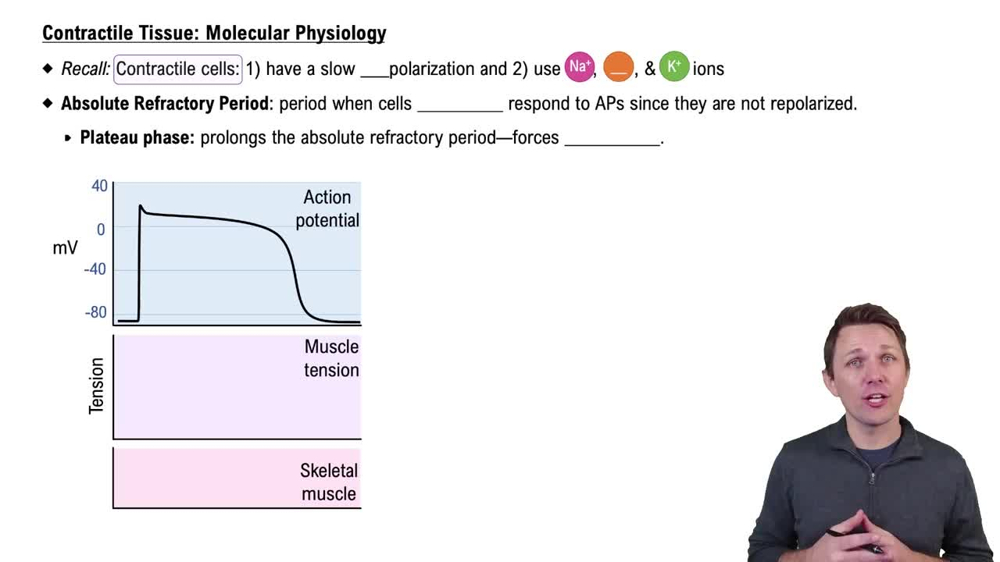 Contractile Tissue: Molecular Physiology