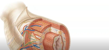 Layers of the GI Tract