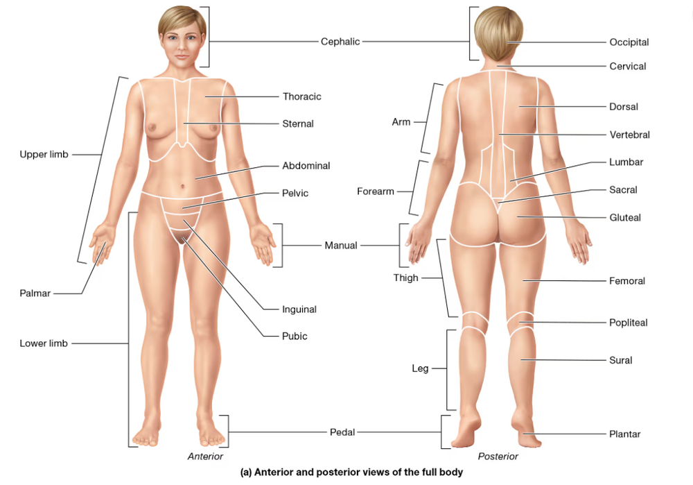 Anterior and posterior views of a human body with labeled regional and directional anatomical terms.