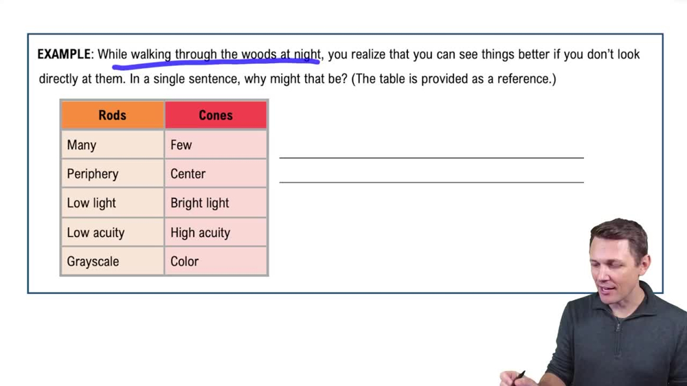 Inner Layer of the Eyeball Example 2