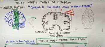 White Matter Of Cerebrum| and Fibers (Commissural, Association & Projection)