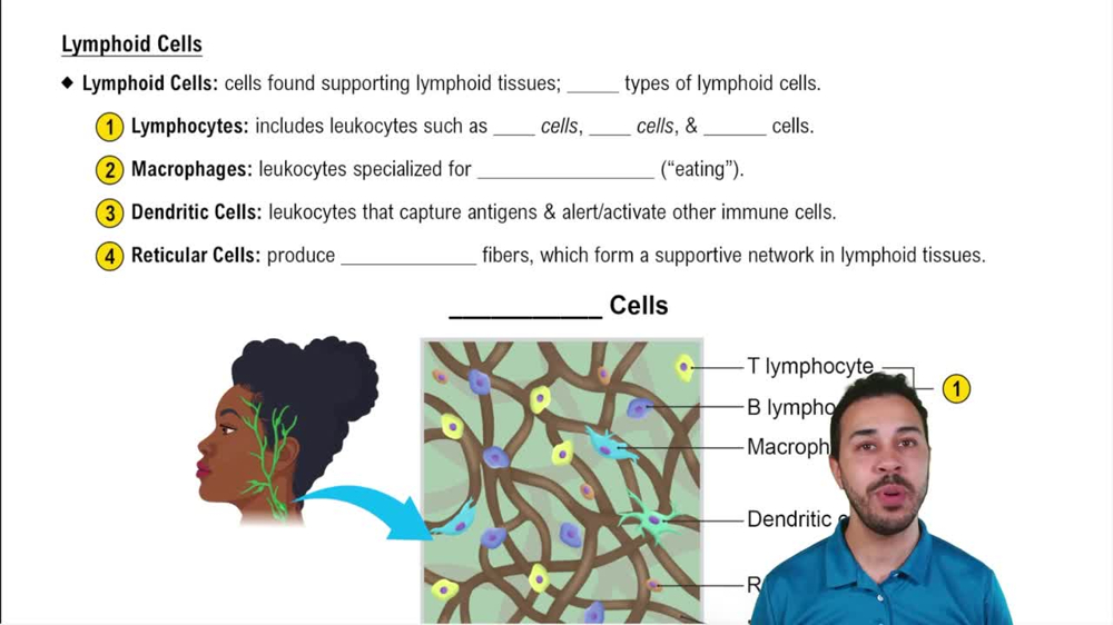 Lymphoid Cells