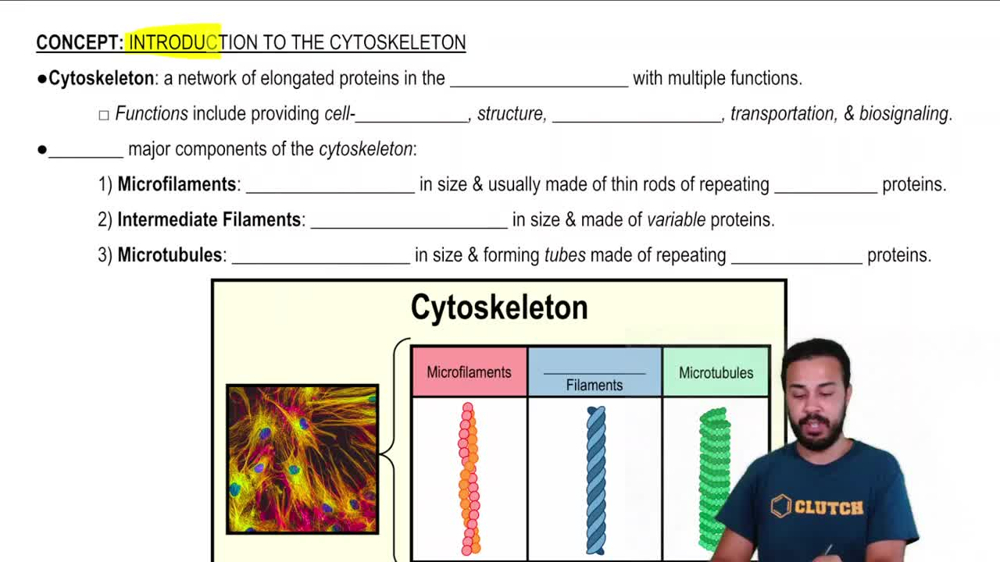 Introduction to the Cytoskeleton