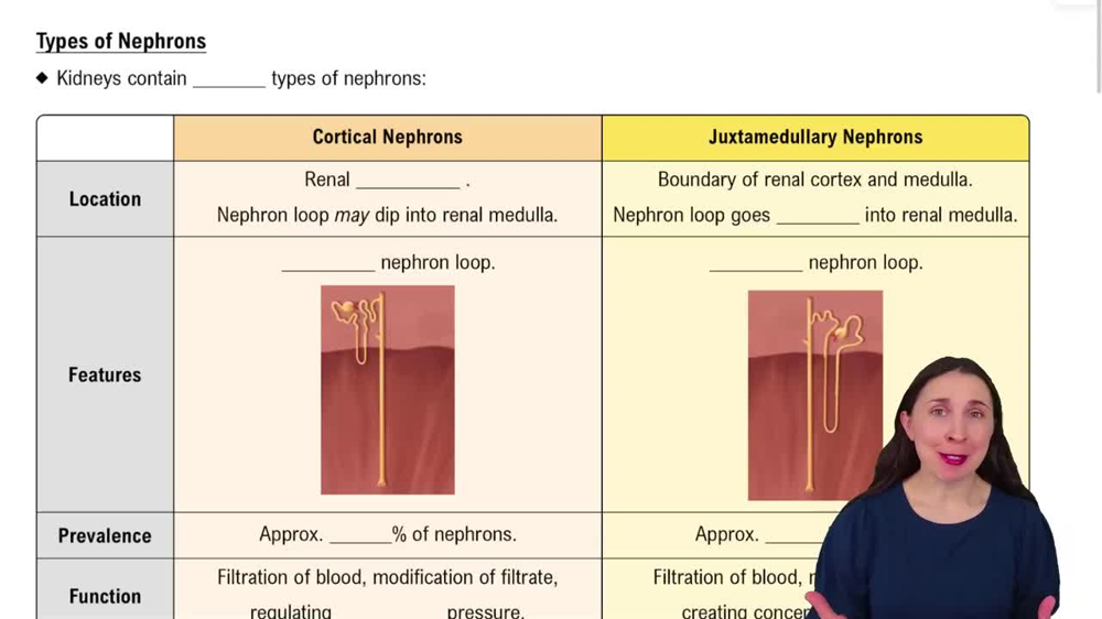 Types of Nephrons