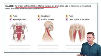 Origin and Insertion Example 1
