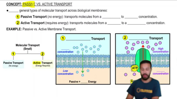 Passive vs. Active Transport