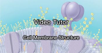Cell Membrane Structure