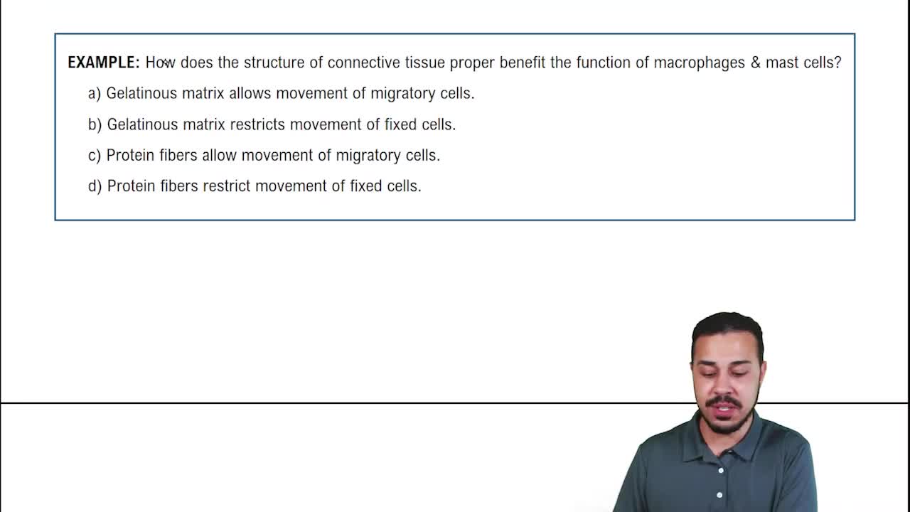 Introduction to Connective Tissue Proper Example 2