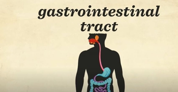 How your digestive system works
