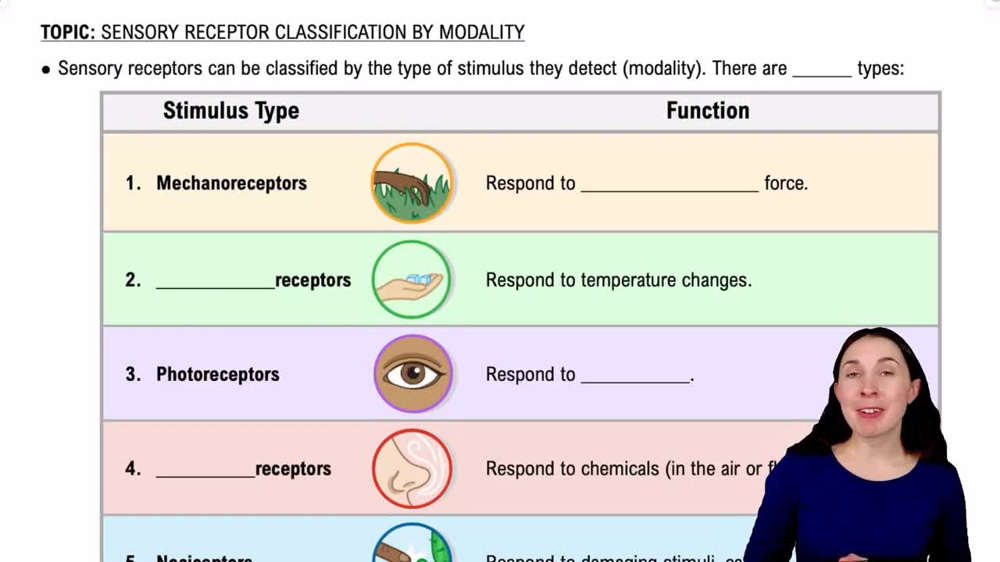 Sensory Receptor Classification by Modality