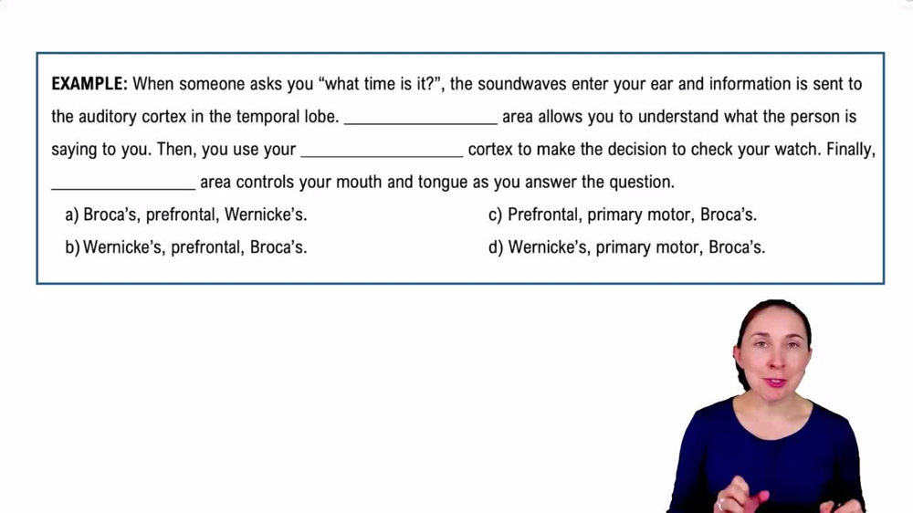 The Cerebrum Example 6