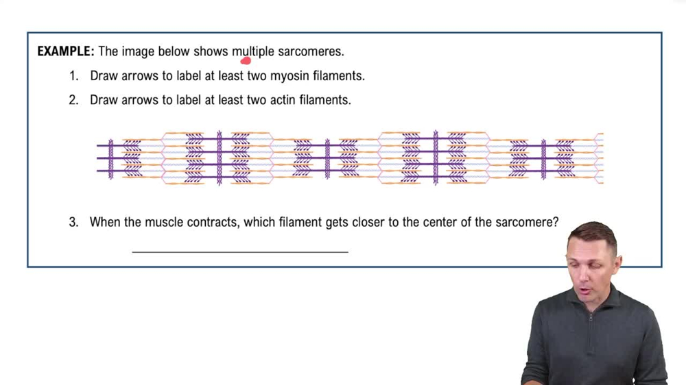 Sliding Filament Theory and the Sacromere Example 1