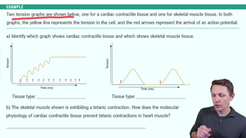Cardiac Action Potentials Example 3