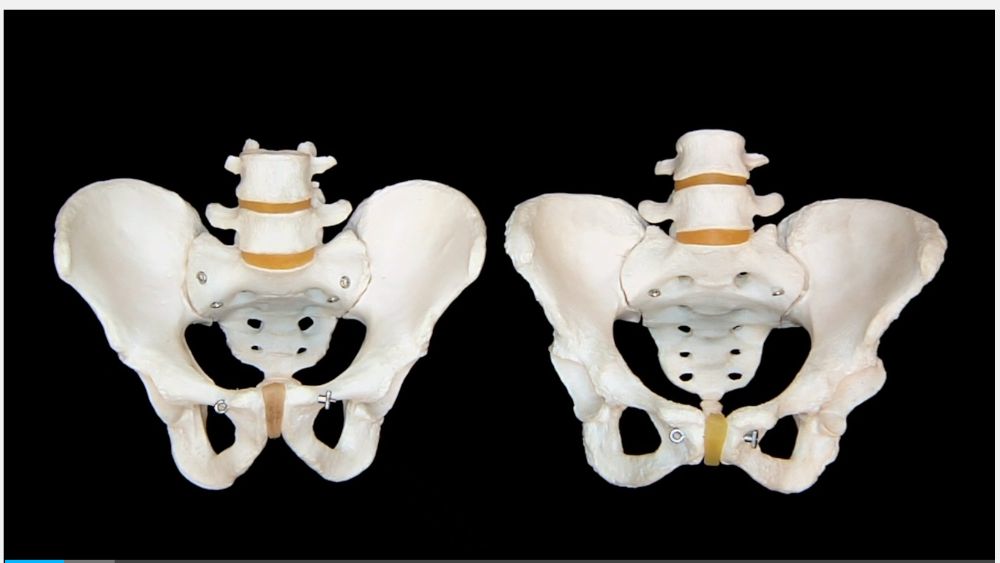 Male vs Female Pelves