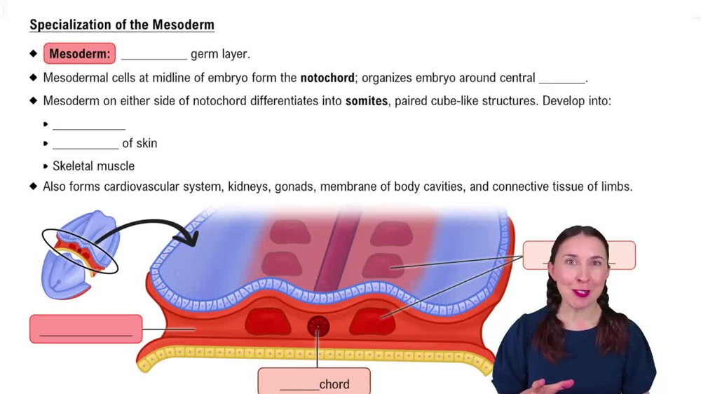 Specialization of the Mesoderm