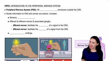 Peripheral Nervous System