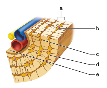 Cross-sectional illustration of spinal bone structure with labeled parts for identification.