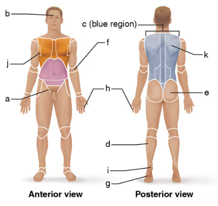 Front and back views of a human body with labeled colored regions indicating different anatomical areas.
