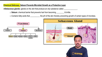 Sebum