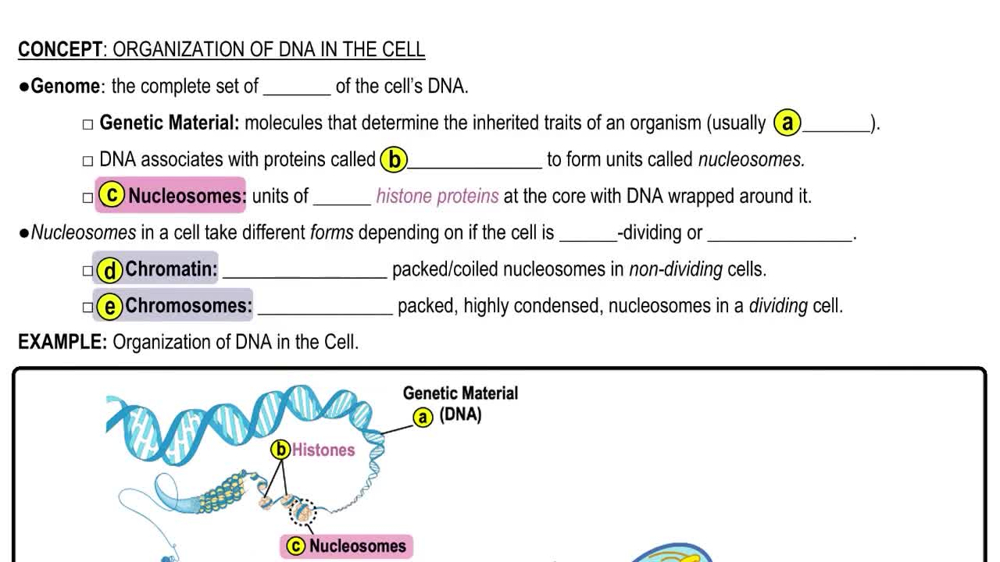 Organization of DNA in the Cell