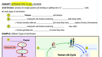 Introduction to Cell Division