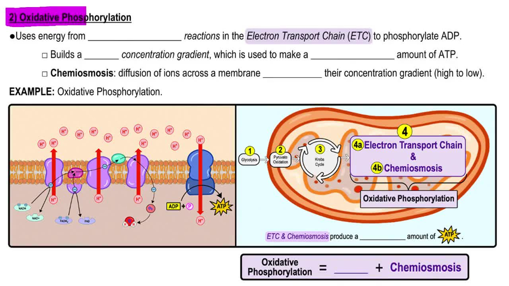 Oxidative Phosphorylation