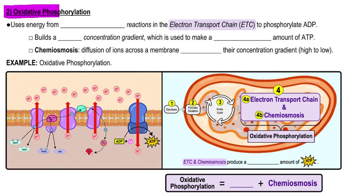 Oxidative Phosphorylation
