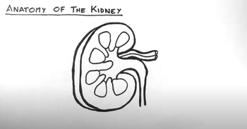 Kidney