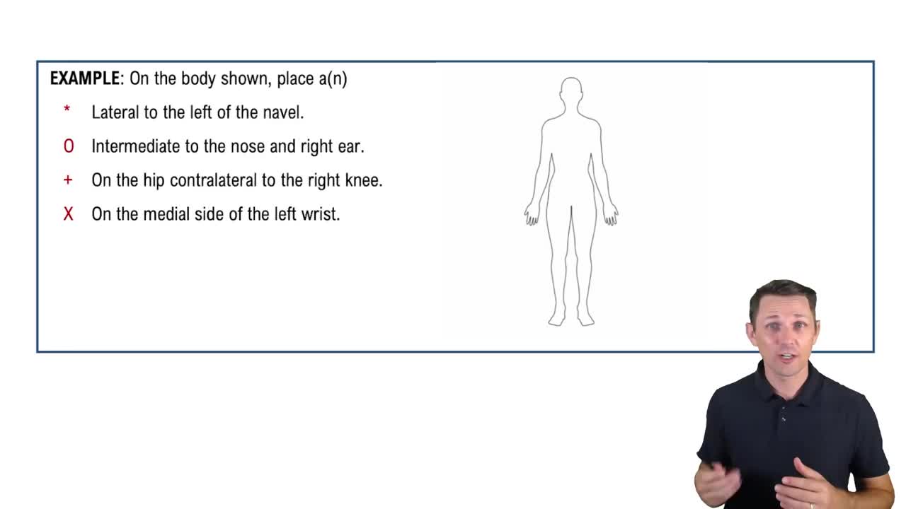 Directional Terms: Body Sides Example 1
