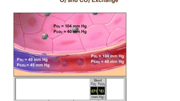 Gas Exchange