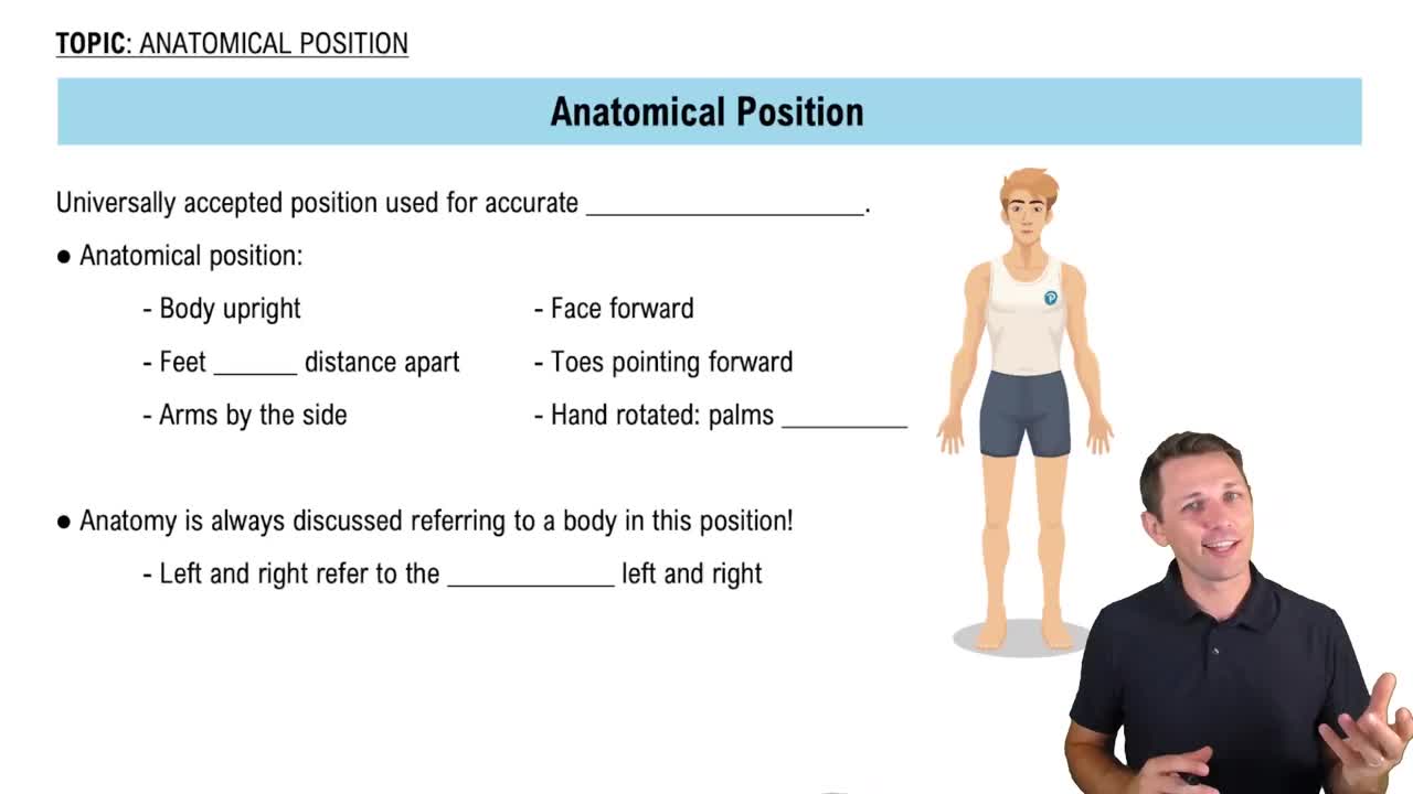 Anatomical Position