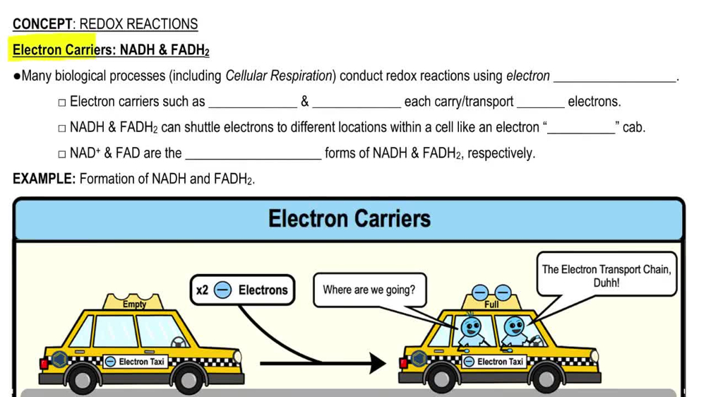 Electron Carriers: NADH & FADH2