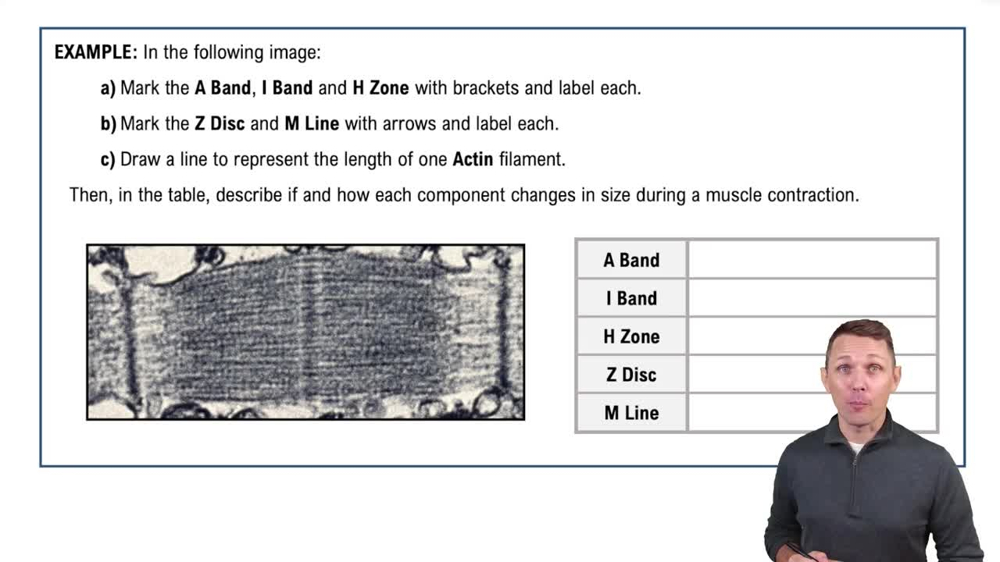 Sliding Filament Theory and the Sacromere Example 3