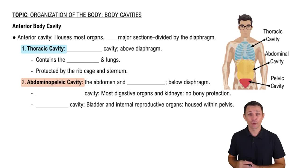 Anterior Body Cavity