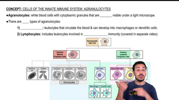Aganulocytes