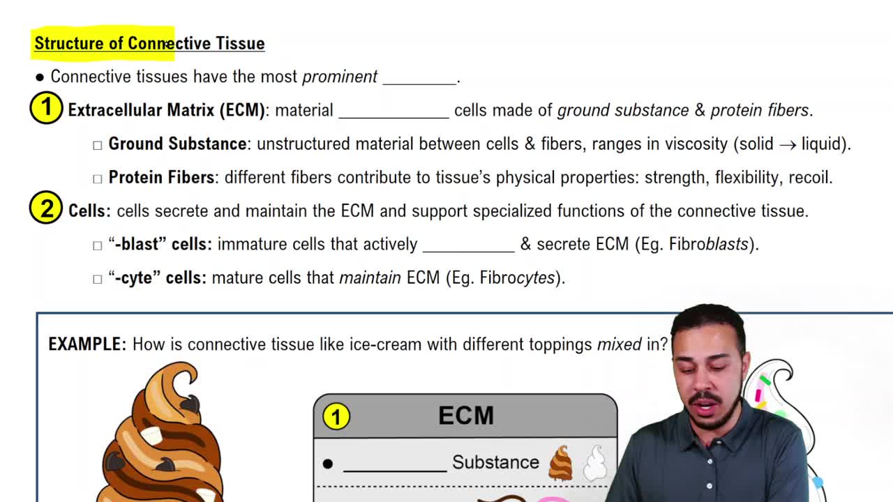 Structure of Connective Tissue