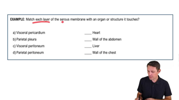 Organization of the Body: Serous Membrane Locations Example 1