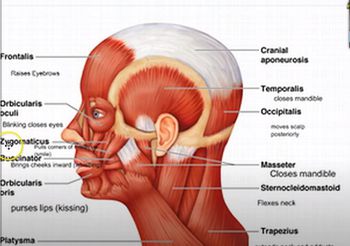 Muscle Identification and Action