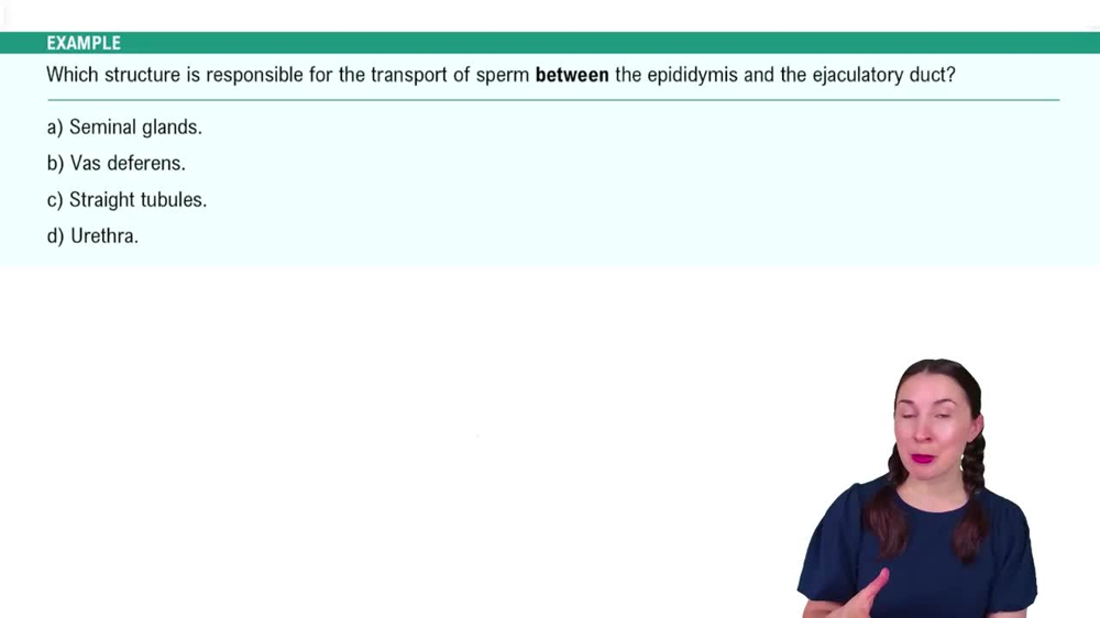 Anatomy of the Male Reproductive System Example 3