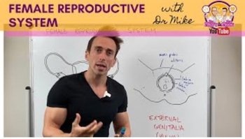 Female Reproductive System